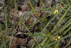 Eutaxia epacridoides