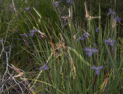 Mesomelaena graciliceps