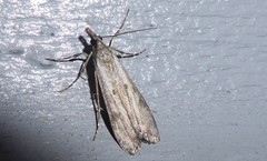 Eudonia leptalaea
