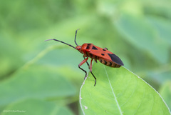 Physopelta slanbuschii