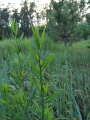Chondrilla latifolia