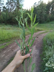 Chondrilla latifolia