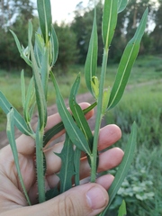 Chondrilla latifolia