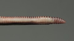 Eisenia lucens