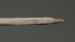 Eisenia lucens