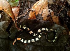 Calliophis intestinalis