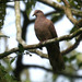 Ruddy Pigeon - Photo (c) Michael Woodruff, some rights reserved (CC BY-SA)