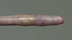Perelia nematogena