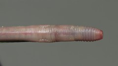 Perelia nematogena