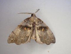 Chalastra pellurgata