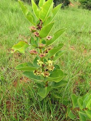 Pachycarpus asperifolius image