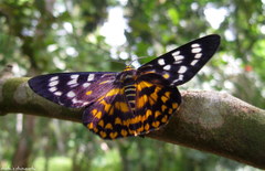 Dysphania prunicolor