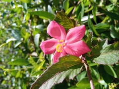 Hibiscus bojerianus