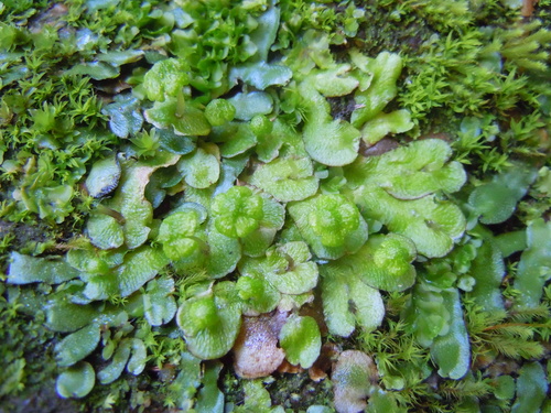 Asterella africana
