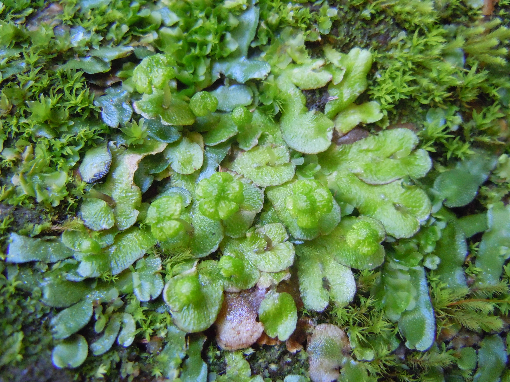 Asterella africana