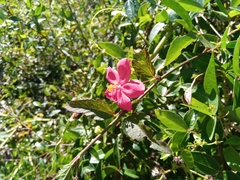 Hibiscus bojerianus