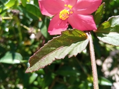 Hibiscus bojerianus