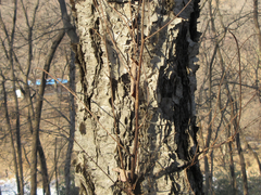 Betula dauurica