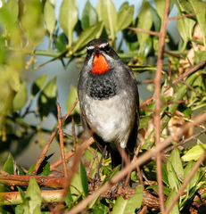 Calliope tschebaiewi