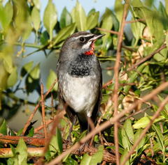 Calliope tschebaiewi