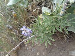 Lupinus argenteus argenteus