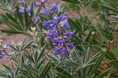 Lupinus argenteus argenteus
