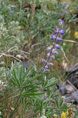 Lupinus argenteus argenteus