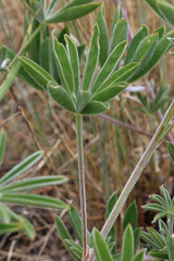Lupinus argenteus argenteus