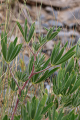 Lupinus argenteus argenteus