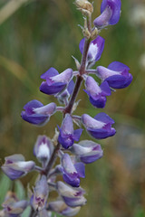 Lupinus argenteus argenteus