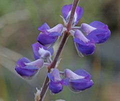 Lupinus argenteus argenteus