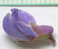 Lupinus argenteus argenteus