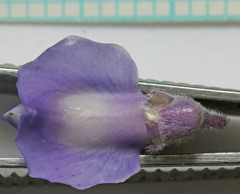Lupinus argenteus argenteus