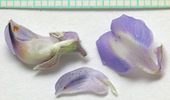 Lupinus argenteus argenteus