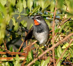 Calliope tschebaiewi