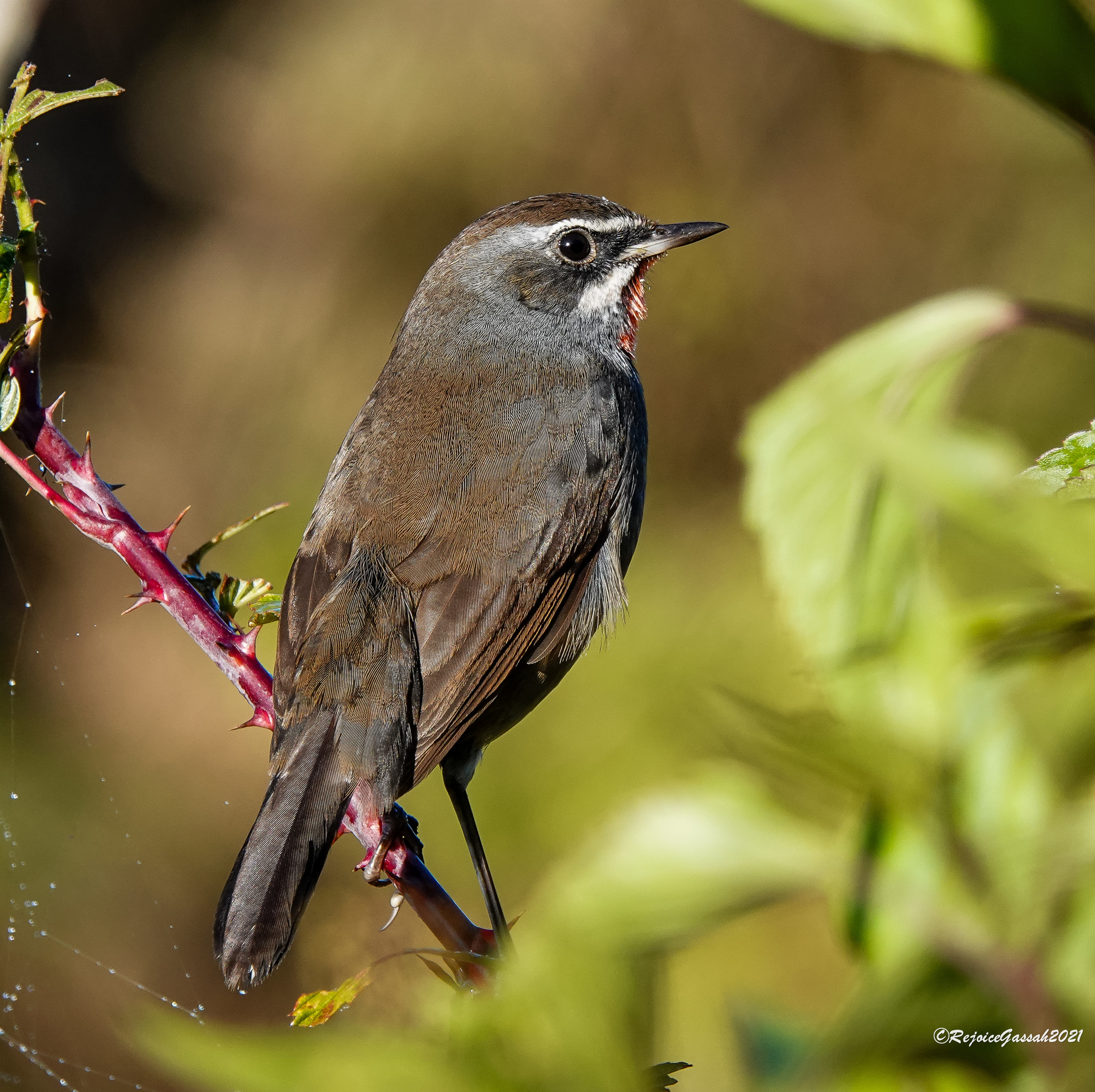Chinese Rubythroat (Calliope tschebaiewi)