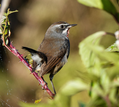 Calliope tschebaiewi