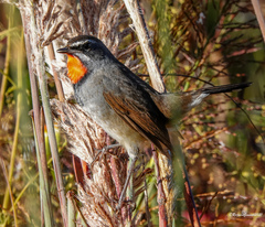 Calliope tschebaiewi