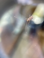 Phymatus hetaera