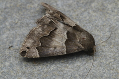 Dysgonia senex