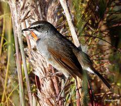 Calliope tschebaiewi