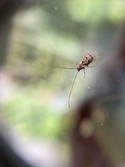 Phymatus hetaera