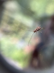 Phymatus hetaera