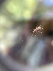 Phymatus hetaera
