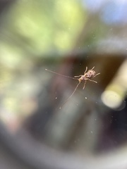 Phymatus hetaera