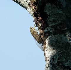 Dundubia