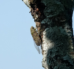 Dundubia