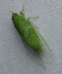 Guineapsaltria flava