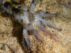 Euapta