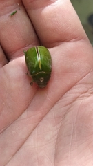 Stethaspis suturalis